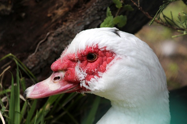 欧冠师徒对决首演，皇马主场迎战曼城