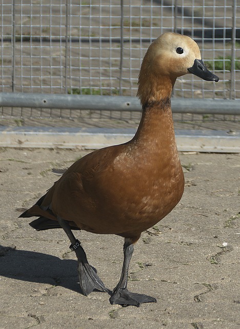权拱