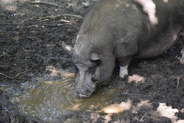 中超-安东尼卡隆各建一功 三镇1-2南通吞主场4连败.